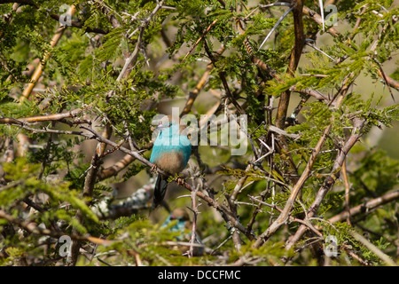 Blue Waxbill aka Blue-breasted Cordon-bleu (Uraeginthus angolensis) perched on acacia bush