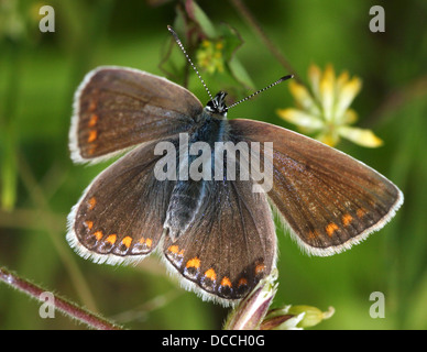 Detailed macro image of  a female Common Blue (Polyommatus icarus) butterfly posing with wings opened Stock Photo