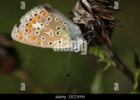 Detailed macro image of a female Common Blue (Polyommatus icarus) butterfly Stock Photo