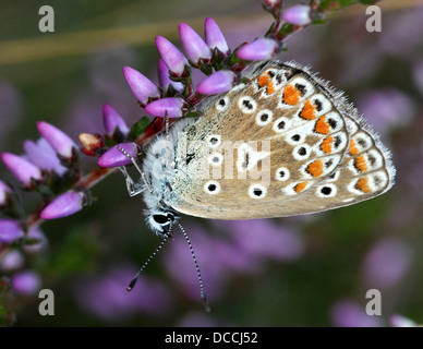 Detailed macro image of a female Common Blue (Polyommatus icarus) butterfly Stock Photo