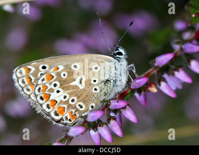 Female Common Blue (Polyommatus icarus) butterfly on common heath Stock Photo