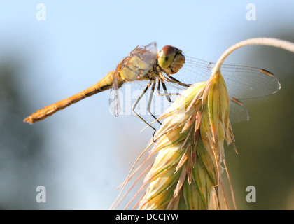 Female Vagrant Darter (Sympetrum vulgatum) dragonfly Stock Photo