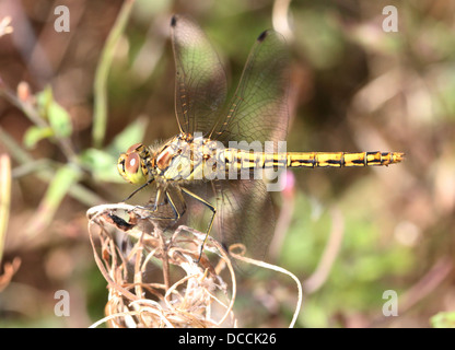 Female Vagrant Darter (Sympetrum vulgatum) dragonfly Stock Photo
