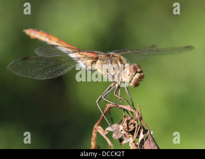 Male Vagrant Darter (Sympetrum vulgatum) dragonfly Stock Photo