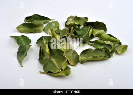 organic kaffir lime leaves, suitable for vegetarians Stock Photo