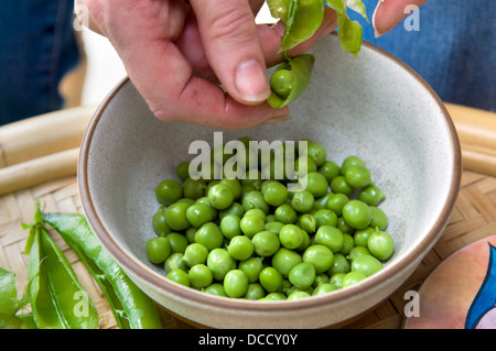 Caucasian woman shelling freshly picked home grown peas into bowl, taken in Bristol,UK