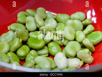 Close up of home grown shelled broad beans in red colander, taken in Bristol, UK Stock Photo