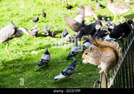 A grey squirrel sitting on a fence eating bread with a bunch of doves and heron in the background. Stock Photo