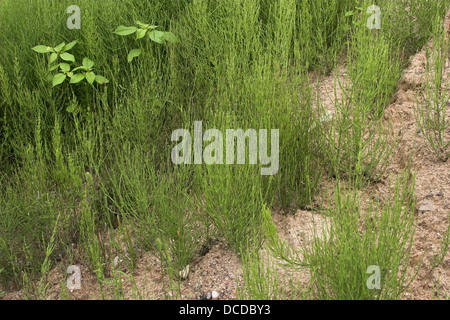 Acker-Schachtelhalm, Ackerschachtelhalm, Schachtelhalm, Zinnkraut, steriler Spross, Equisetum arvense, Common Horsetail Stock Photo