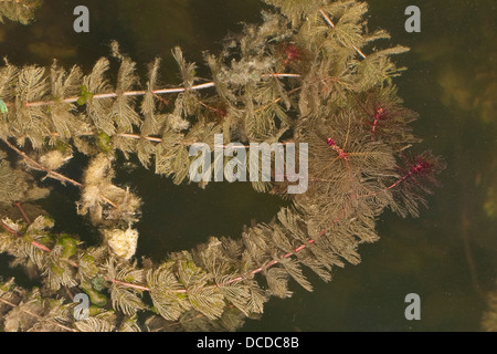 Ähriges Tausendblatt (Myriophyllum spicatum Stock Photo Alamy