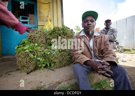 Khat trader chewing on leaves whilst sat down next to bundles, Maua, Meru region, Kenya. Stock Photo
