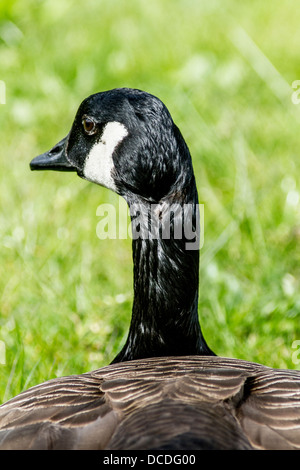 Canada Goose (Branta canadensis) A close up head portrait showing the beauty and colors. Calgary, Alberta, Canada Stock Photo