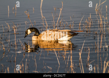 Canada Goose (Branta canadensis) Beautiful colored Canada Goose and its reflection looking for food. Frank Lake, Alberta, Canada Stock Photo