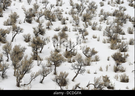 A close up view of a sagebrush plant in Eastern Washington State USA ...