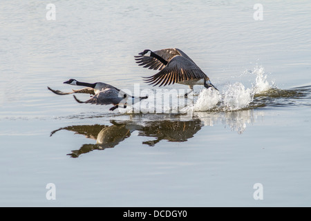 Canada Goose (Branta canadensis) Pair of geese, with reflection, running on take off from water. Frank Lake, Alberta, Canada Stock Photo