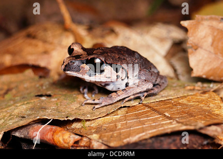Leptobrachium abbotti lowland litter frog Borneo Stock Photo