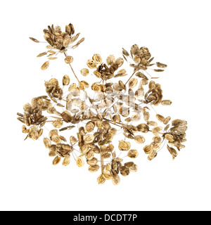 Dried cow parsley seed head isolated against white Stock Photo