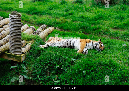 Blair Drummond Safari Park near Stirling. Stock Photo