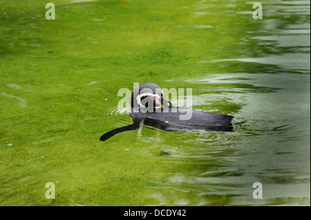 Blair Drummond Safari Park near Stirling. Stock Photo