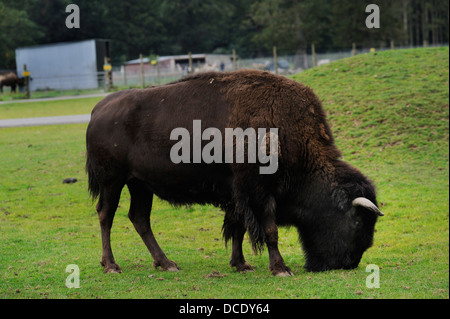 Blair Drummond Safari Park near Stirling. Stock Photo