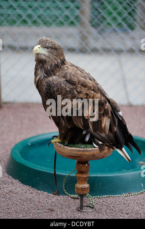 Blair Drummond Safari Park near Stirling. Stock Photo