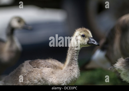 Canada Goose (Branta canadensis) Young gossling walking around, looking for food. Cranbrook, B.C., Canada Stock Photo