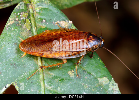 Tropical cockroach Stock Photo