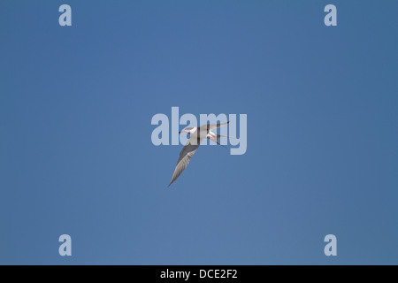 Forster's Tern (Sterna forsteri) Colorful tern, in flight, with fish in mouth. Johnson Island, Alberta, Canada Stock Photo