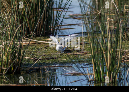 Forster's Tern (Sterna forsteri) Colorful tern, set to take off, gathering reeds for the nest. Frank Lake, Alberta, Canada Stock Photo