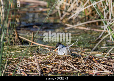 Forster's Tern (Sterna forsteri) Colorful tern nesting among the reeds. Frank Lake, Alberta, Canada Stock Photo