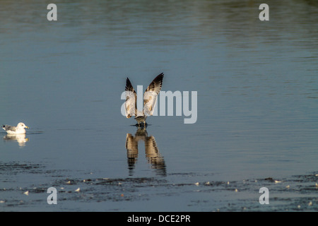 Herring Gull (Larus argentatus) Diving for food, with its reflection in the water.  Stanley Park, Vancouver, B.C., Canada Stock Photo