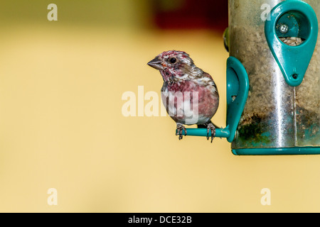 Purple Finch (Haemorhous purpureus) Colorful and pretty purple finch sitting at a feeder. Atton's Lake, Saskatchewan, Canada Stock Photo