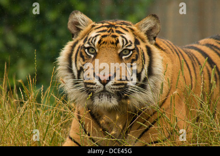 Sumatran Tiger lying in grass in the rain