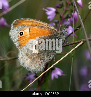 Series of over 35 detailed close-ups of the small heath butterfly (Coenonympha pamphilus) Stock Photo