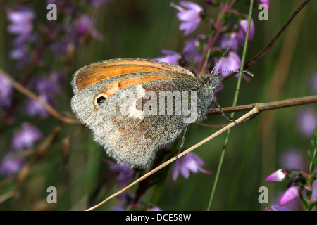 Series of over 35 detailed close-ups of the small heath butterfly (Coenonympha pamphilus) Stock Photo