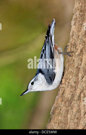 A Small, Cute Bird, The White Breasted Nuthatch, In A Typical Upside down Nuthatch Pose, Sitta carolinensis Stock Photo