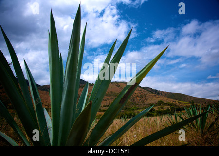 Oaxaca Mexico agave pineapples plants Stock Photo