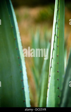 Oaxaca Mexico agave pineapples plants Stock Photo