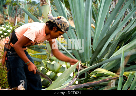 Oaxaca Mexico agave pineapples plants Stock Photo