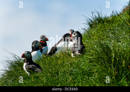 Puffin - Fratercula artica - in Mykines in the Faroe Islands Stock Photo