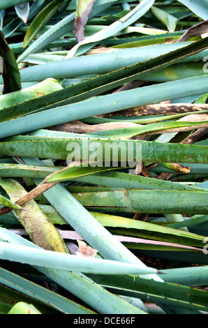 Oaxaca Mexico agave pineapples plants Stock Photo