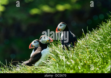 Puffin - Fratercula artica - in Mykines in the Faroe Islands Stock Photo