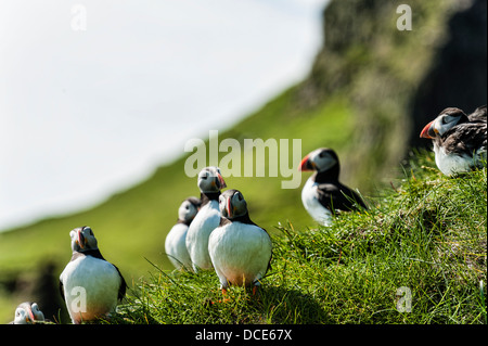 Puffin - Fratercula artica - in Mykines in the Faroe Islands Stock Photo