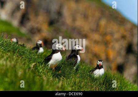 Puffin - Fratercula artica - in Mykines in the Faroe Islands Stock Photo