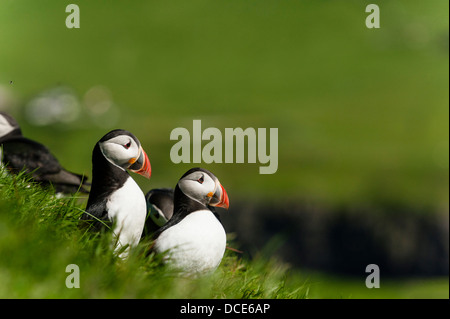 Puffin - Fratercula artica - in Mykines in the Faroe Islands Stock Photo