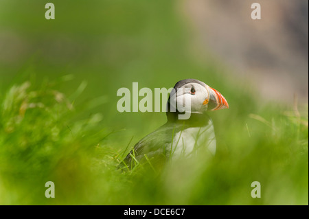 Puffin - Fratercula artica - in Mykines in the Faroe Islands Stock Photo