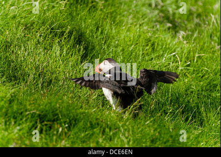 Puffin - Fratercula artica - in Mykines in the Faroe Islands Stock Photo