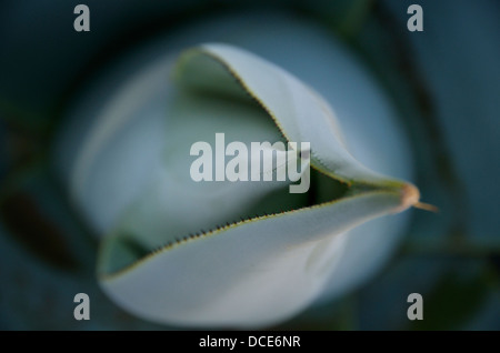 Oaxaca Mexico agave pineapples plants Stock Photo