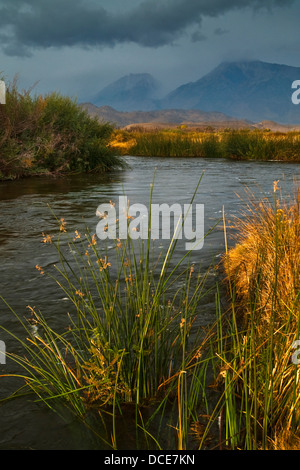 Storm clouds over Mt. Tom and the Owens River, Eastern Sierra, California Stock Photo