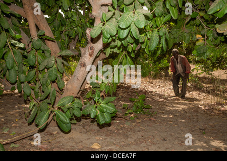 Example of a Less Well-tended Cashew Tree Farm, with less pruning of lower limbs, less clearing of underbrush. Stock Photo